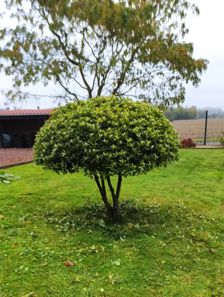 Arbuste taillé en boule de feuillage vert dans une pelouse, avec arbres et champs en arrière-plan