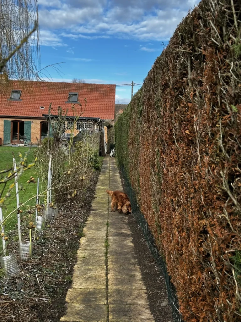 Un chien marche dans une allée pavée entre des haies et une maison en brique