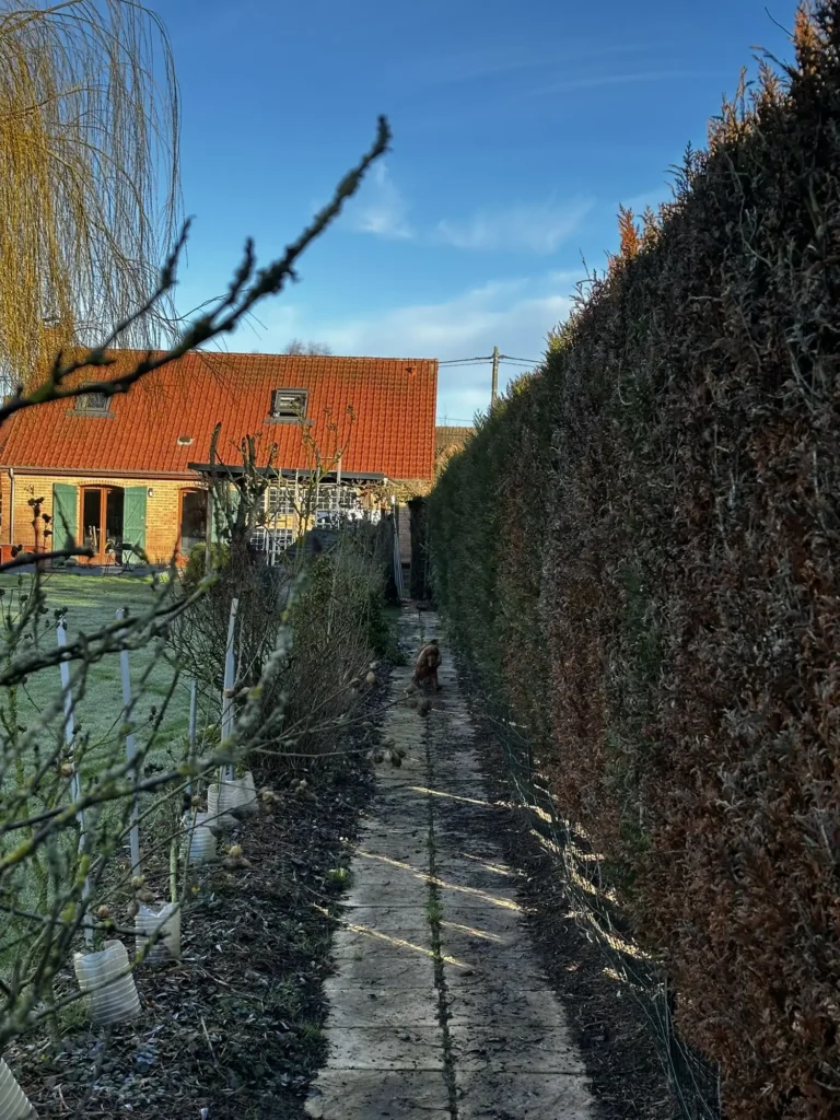Allée de jardin bordée de haies taillées menant à une maison avec toit rouge