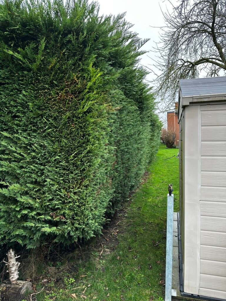 Allée entre une haie de conifères taillée et un garage, sol herbeux, arbres nus en arrière-plan