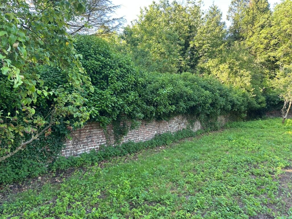Mur de briques ancien envahi de lierre entre des arbres et de l'herbe verte