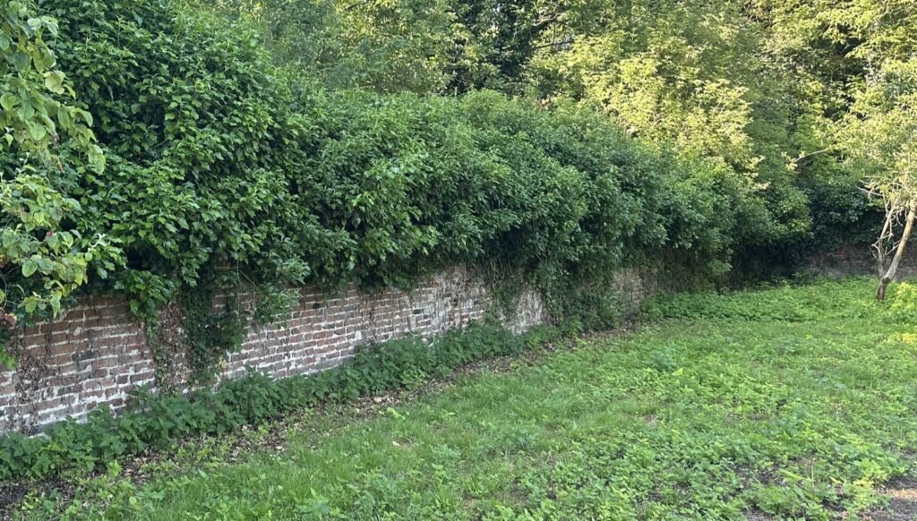Mur de briques anciennes recouvert de lierre dans un environnement arboré et herbeux